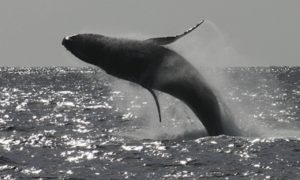 Po'ipu | Open Sea - Whale, Turtle & Dolphin Watch - Snorkel by Sea Kayak