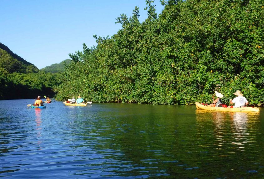 Wailua River Kayaking Tours